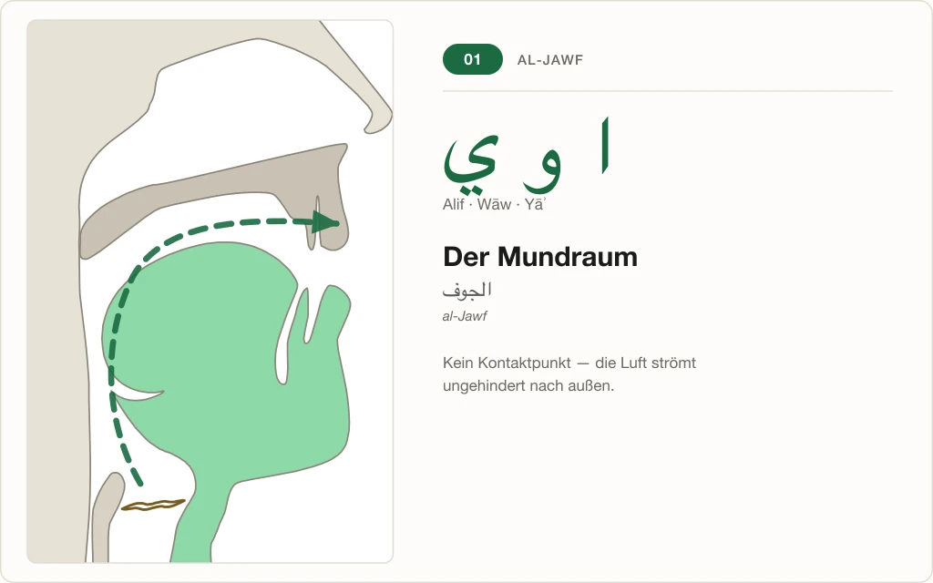 Makhraj Nr. 1: Der Mundraum – Querschnitt mit dem freien Luftweg für Alif, Wāw und Yāʾ