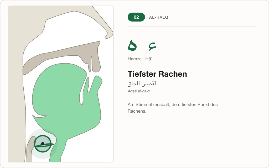 Makhraj Nr. 2: Tiefster Rachen – Querschnitt mit markierter Stimmritze für Hamza und Hāʾ