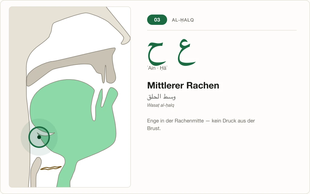 Makhraj Nr. 3: Mittlerer Rachen – Querschnitt mit markierter Enge für ʿAin und Ḥāʾ