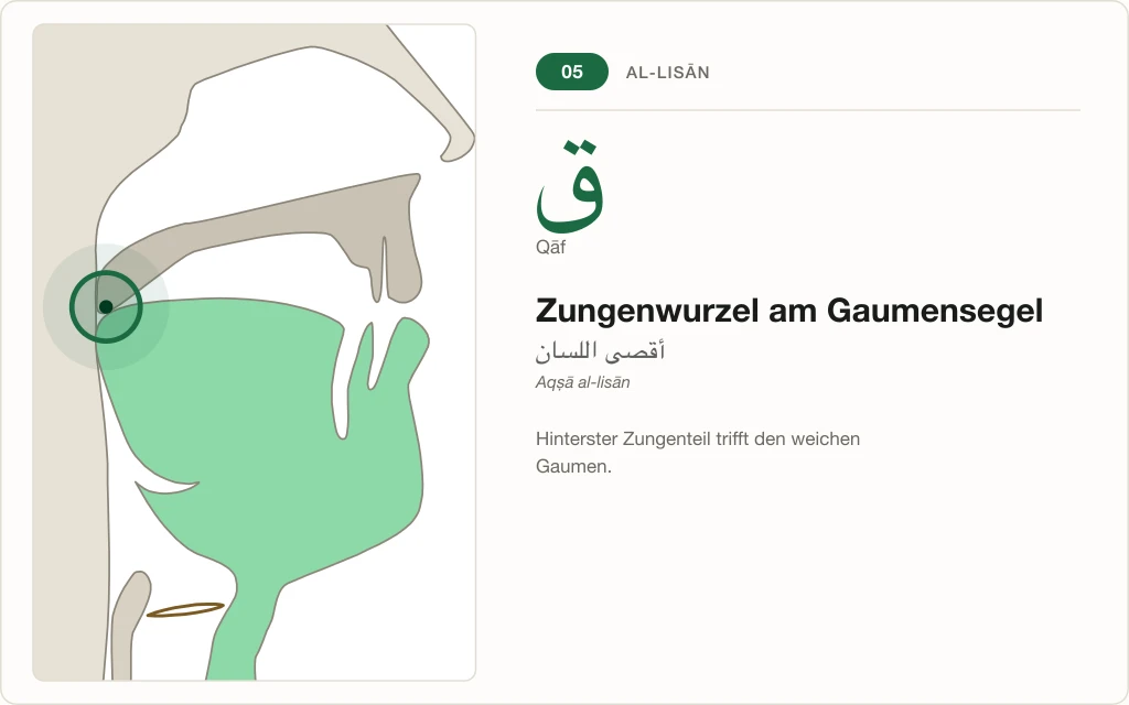 Makhraj Nr. 5: Zungenwurzel am Gaumensegel – Querschnitt mit markierter Stelle für Qāf