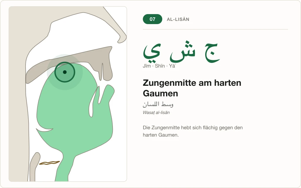 Makhraj Nr. 7: Zungenmitte am harten Gaumen – Querschnitt mit markierter Stelle für Jīm, Shīn und Yāʾ