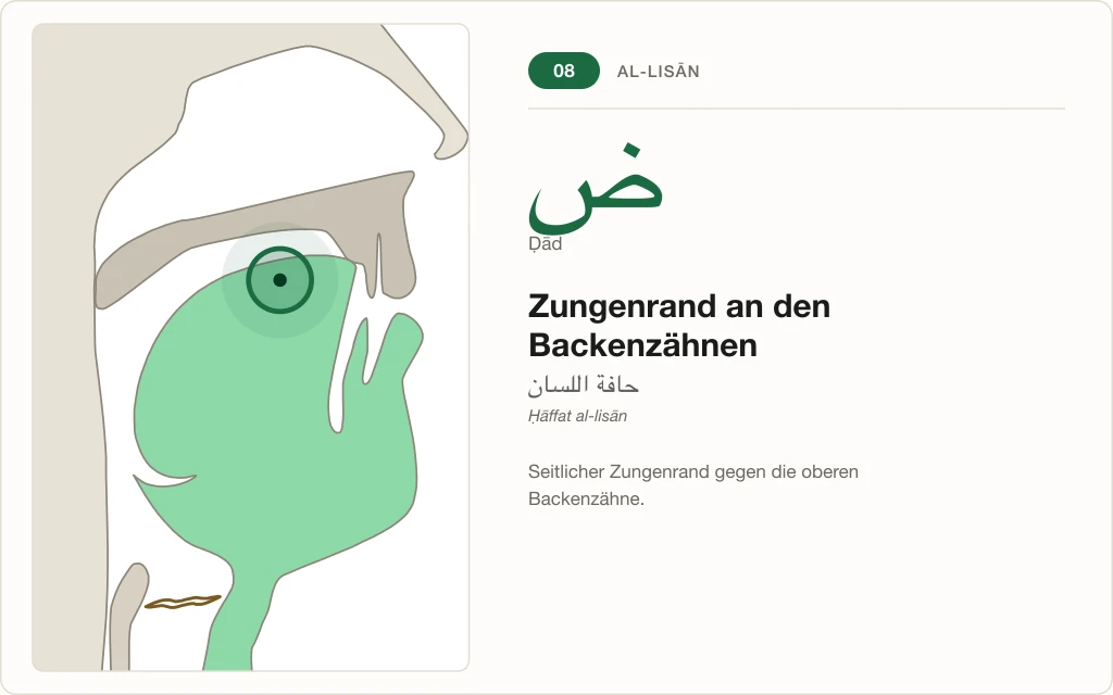 Makhraj Nr. 8: Zungenrand an den Backenzähnen – Querschnitt mit markierter Stelle für Ḍād