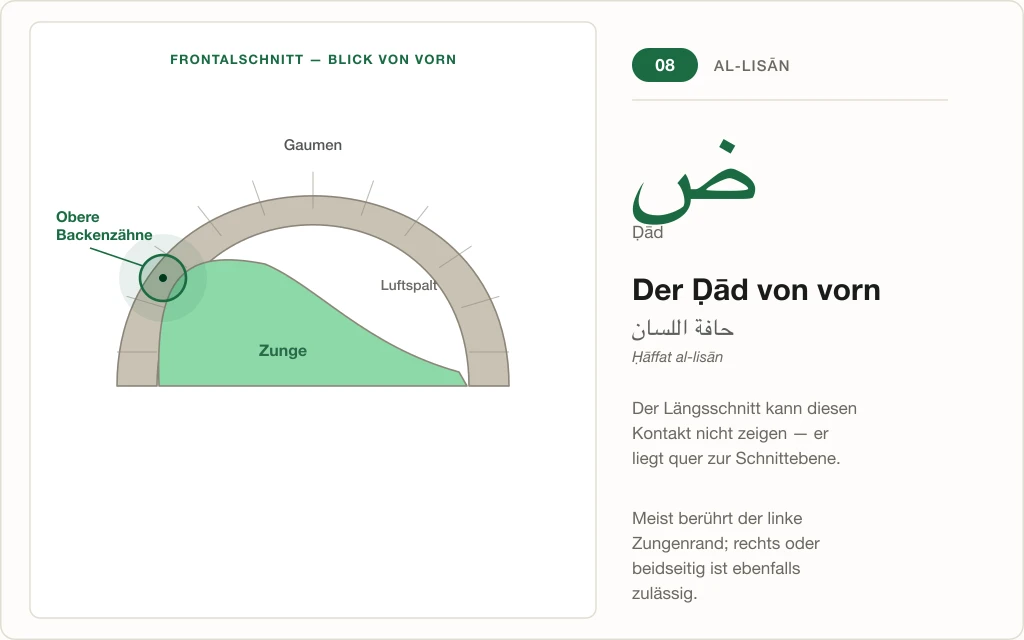 Frontalschnitt durch den Mundraum: der seitliche Zungenrand berührt die oberen Backenzähne – die Artikulationsstelle des Ḍād