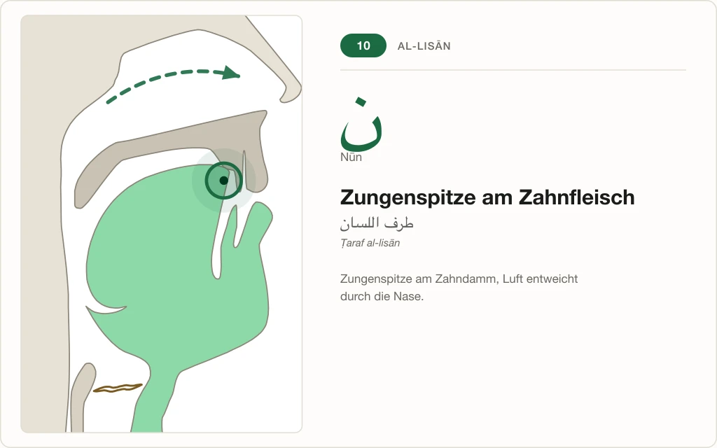 Makhraj Nr. 10: Zungenspitze am Zahnfleisch – Querschnitt mit Luftstrom durch die Nase für Nūn