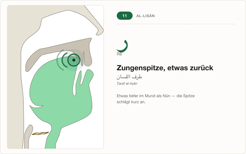 Makhraj Nr. 11: Zungenspitze etwas zurückgenommen – Querschnitt mit angedeutetem Zungenschlag für Rāʾ