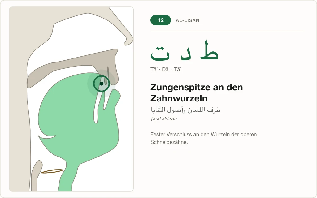 Makhraj Nr. 12: Zungenspitze an den Zahnwurzeln – Querschnitt mit markierter Stelle für Ṭāʾ, Dāl und Tāʾ