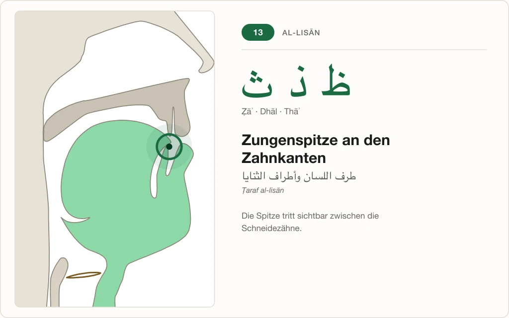 Makhraj Nr. 13: Zungenspitze an den Zahnkanten – Querschnitt mit markierter Stelle für Ẓāʾ, Dhāl und Thāʾ