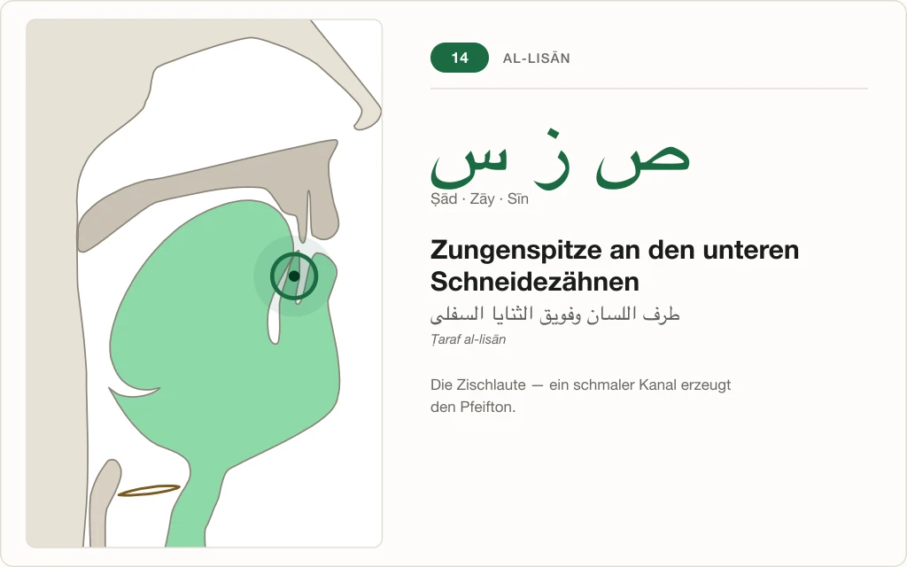 Makhraj Nr. 14: Zungenspitze an den unteren Schneidezähnen – Querschnitt mit markierter Stelle für Ṣād, Zāy und Sīn