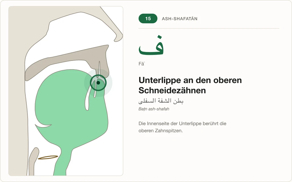 Makhraj Nr. 15: Unterlippe an den oberen Schneidezähnen – Querschnitt mit markierter Stelle für Fāʾ