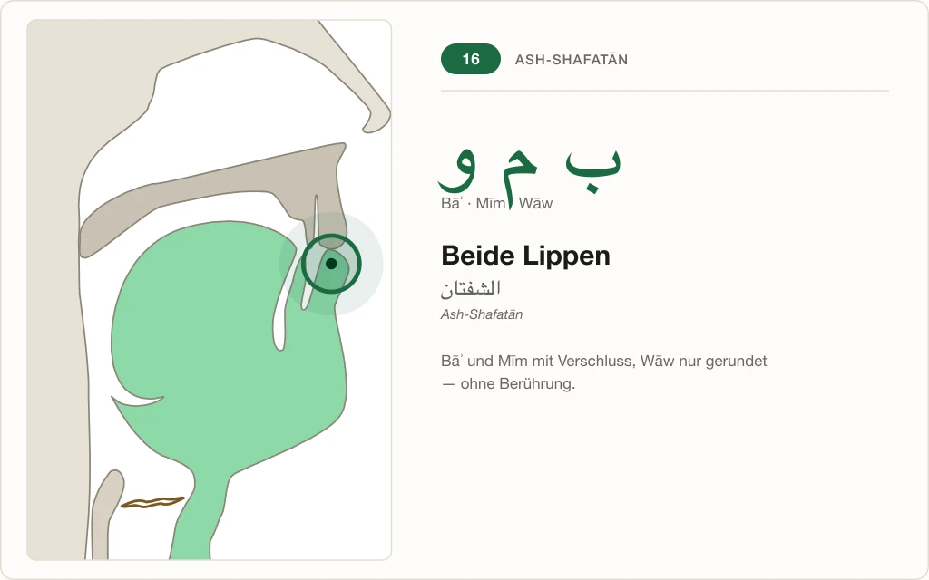 Makhraj Nr. 16: Beide Lippen – Querschnitt mit markierter Stelle für Bāʾ, Mīm und Wāw