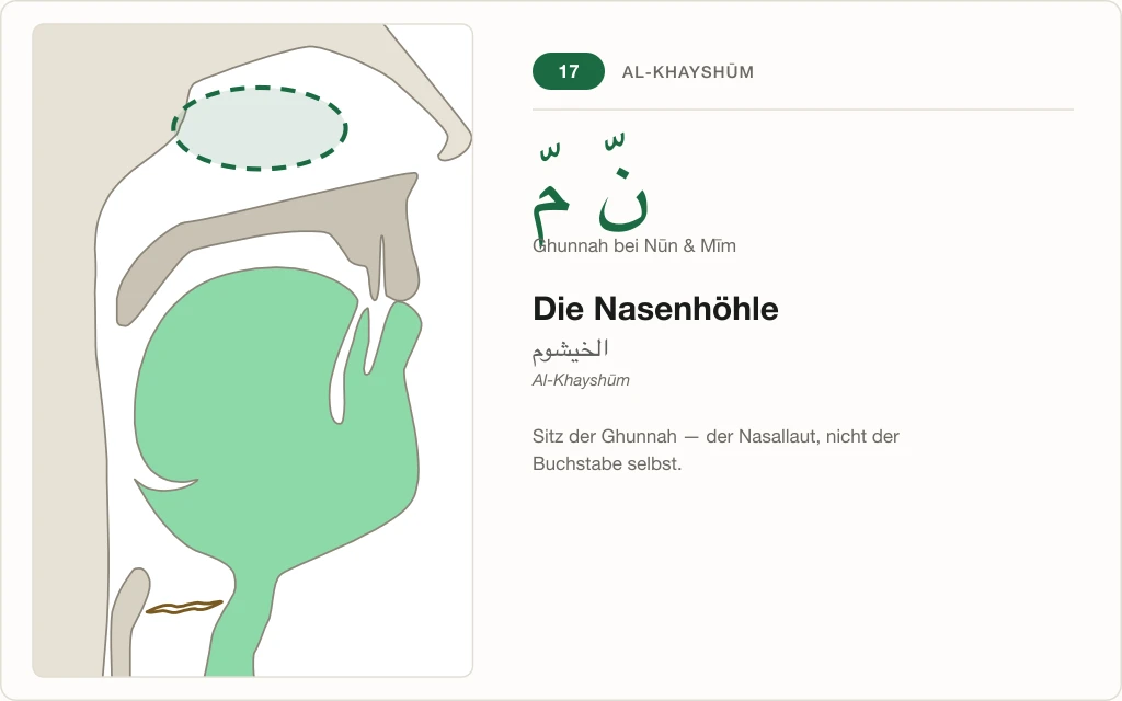 Makhraj Nr. 17: Die Nasenhöhle – Querschnitt mit markiertem Nasenraum als Sitz der Ghunnah